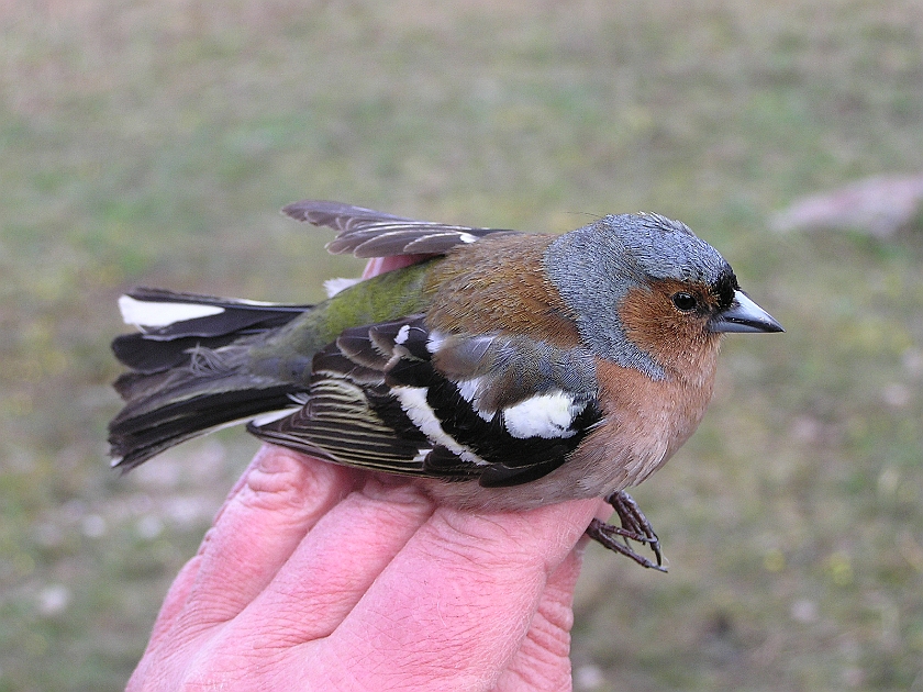 Common Chaffinch, Sundre 20050511